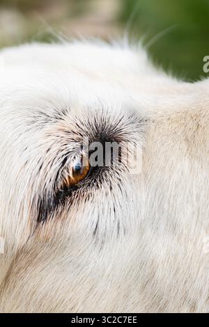 Primo piano di Golden retriever eye con dettagli in pelliccia. Animali. Foto Stock