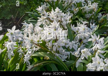 Primo piano di Puschkinia scilloides fiori bianchi fioriti nel giardino di primavera confine Inghilterra Regno Unito Regno Unito Gran Bretagna Foto Stock