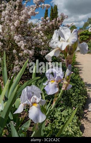 Iris barbuti viola e bianco Iris fiori fioriti in giardino in estate Inghilterra Regno Unito Regno Unito Gran Bretagna Gran Bretagna Foto Stock