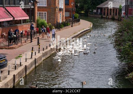 Luglio 2025 Un grande raduno di cigni avvistati sul canale Kennet e Avon che attraversano la tradizionale città mercato di Newbury, nel sud dell'Inghilterra Foto Stock