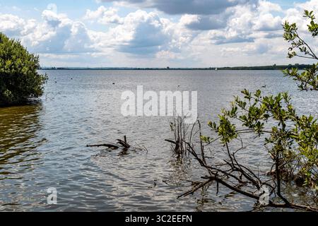 Dümmer, Deutschland 09. Juli 2025: IM Bild: Diese weitläufige Landschaftsaufnahme präsentiert einen ausgedehnten Panoramablick über die Wasserfläche des Dümmer SEE von seinem Abflussgebiet der Hunte aus in Niedersachsen. Im Vordergrund und im Wasser sind natürliches Treibholz und ins Gewässer gefallene Äste sichtbar, die die naturbelassene Uferzone charakterisieren. Der linke Uferbereich ist von dichtem Baumbestand und Büschen gesäumt, die einen wichtigen Lebensraum für die Flora und fauna des Naturparks Dümmer darstellen. Auf der ruhigen Seefläche sind vereinzelte Wasservögel zu beobachten, Foto Stock