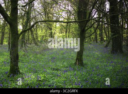 Veduta di un vibrante tappeto di campanelli sotto la luce dappata del sole che filtra attraverso i rami gnareggiati di alberi antichi, una tranquilla scena boschiva, Bodmin, Inghilterra, Regno Unito. Foto Stock
