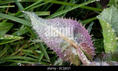 Primo piano di una lamina rosa morbida retroilluminata con gocce d'acqua cristalline Foto Stock