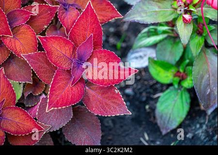 Vista ravvicinata delle foglie di coleus rosso Foto Stock