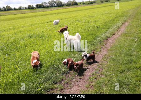 Un gruppo di cani sta giocando in un campo Foto Stock