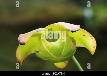 Trombe gialle, caraffa pallida o tromba pallida pianta carnivora (Sarracenia alata) Foto Stock
