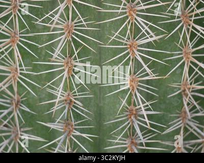 Sfondo astratto, consistenza di cactus con spine in primo piano. Foto Stock