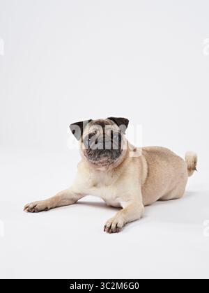 Un Pug si sdraia con il suo corpo allungato e sembra comodo e calmo. L'immagine mostra la natura rilassata del cane su uno sfondo bianco. Foto Stock