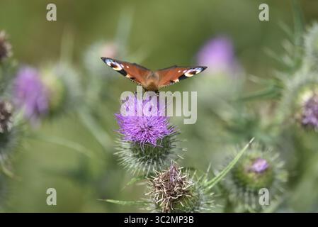 Immagine di fronte a una farfalla pavone (Aglais io) su un Fiore di Cardo, circondato da Cardo, Wings Open e Probosci in Fiore, scattata nel Regno Unito Foto Stock