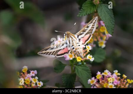 Falena di falco a righe (Hyles livornica) con ali spalmate al colorato Common Lantana Foto Stock