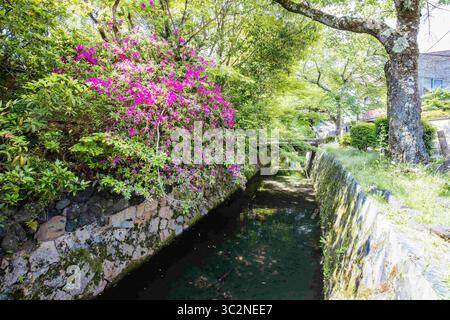 17 maggio 2019 - paesaggio panoramico in primavera lungo la famosa passeggiata dei filosofi. The Path è un famoso sentiero pedonale nel quartiere di Higashiyama, Kyoto, Giappone (Credit Image: © Chris Putnam/ZUMA Wire) Foto Stock