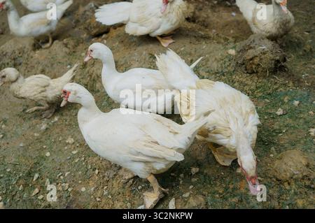 Anatre divertenti sullo sfondo fangoso Foto Stock