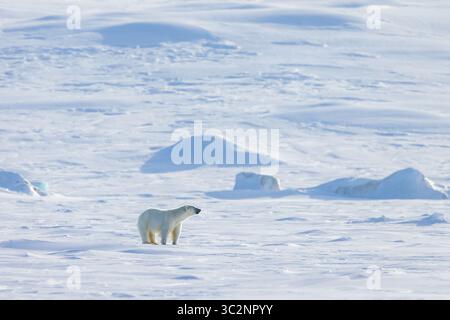 L'orso polare solitario (Ursus maritimus) caccia sulla pianura innevata lungo la costa delle Svalbard in primavera, Spitsbergen, Norvegia Foto Stock