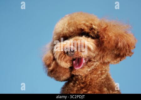 Adorabile ritratto ravvicinato di un divertente maltipoo con la lingua fuori e pelliccia riccia, sorridendo all'aperto in una giornata di sole Foto Stock