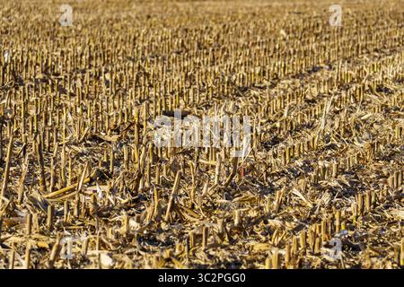 Una visuale grandangolare di un campo di mais raccolto, che mostra la stoppia dorata-marrone lasciata dietro dopo la raccolta del prodotto. Gli steli asciutti e tagliati per Foto Stock