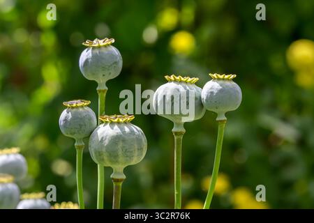 Cialde di semi di fiori papavero Foto Stock