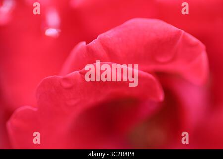 Primo piano di una vivace rosa rossa in piena fioritura, con delicati petali di velluto e colori ricchi, un simbolo senza tempo di amore e passione. Foto Stock