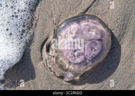 Meduse comuni morte (Aurelia aurita)) bloccate sulla spiaggia Foto Stock