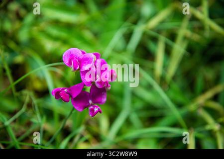 Primo piano di un fiore di pisello dolce selvatico che fiorisce a Whitewebbs Park, Enfield, North London. Delicati petali rosa-viola in un parco naturale. Cap Foto Stock