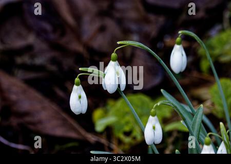 Galanthus nivalis, la snowdrop o snowdrop comune, è la più conosciuta e più diffusa del 20 specie nel suo genere, Galanthus. Foto Stock