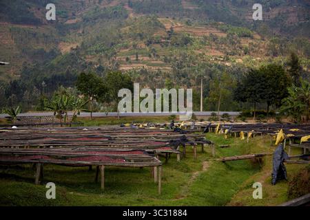 30 agosto 2019, Kigali, Ruanda: I chicchi di caffè si stanno asciugando nel villaggio di montagna di Kinini, Ruanda. Dopo essere stati raccolti e lavati, sono disposti ad asciugare prima di essere venduti per la tostatura. (Immagine di credito: © Allison Dinner/ZUMA Wire) Foto Stock