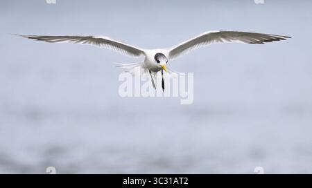 Great Crested Tern a Big Possum Beach sulla penisola di Tasman; Tasmania, Australia. Foto Stock