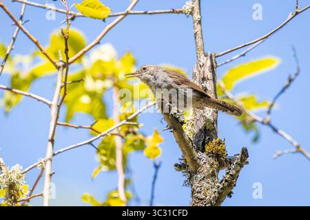 Un Bewick's Wren si trovava su una filiale presso l'Oaks Bottom Wildlife Refuge di Portland, Oregon Foto Stock