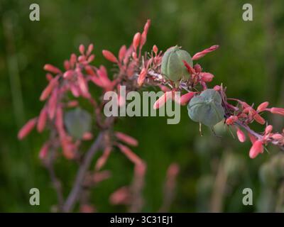 Primo piano di una yucca rossa (Hesperaloe parviflora) fiorita, originaria delle regioni aride del Texas e del sud-ovest. Foto Stock