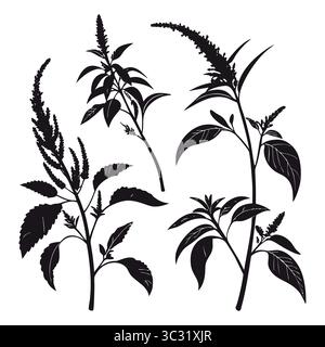 Set di illustrazioni botaniche sagomate in amaranto di vari steli e foglie di piante Illustrazione Vettoriale