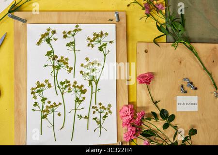 Fiori e foglie pressati disposti su carta bianca per progetti d'arte botanica. Fiori selvatici colorati e vegetazione perfetta per la creazione, lo scrapbooking, o Foto Stock