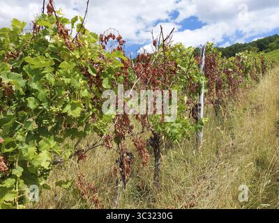 Filari malati di viti con foglie verdi e appassite sotto un cielo blu con nuvole, vicino a Schwaikheim, Baden-Wuerttemberg, Germania Foto Stock