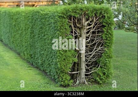 Arborvitae, thujas (Thuja), siepi rettangolari, sezione trasversale, tronco di alberi, rami, ramoscelli e foglie, giardino, isola, alta Baviera, Baviera, tedesco Foto Stock