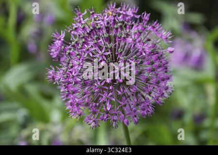 Porri ornamentali (Allium sp.), infiorescenza, Muensterland, Renania settentrionale-Vestfalia, Germania Foto Stock