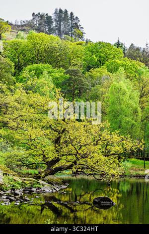 Rydal Water, Rydal, Ambleside, Lake District, Westmorland, Cumbria, Inghilterra Foto Stock