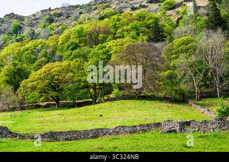 Rydal Water, Rydal, Ambleside, Lake District, Westmorland, Cumbria, Inghilterra Foto Stock