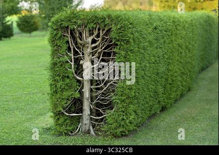 Arborvitae, thujas (Thuja), siepi rettangolari, sezione trasversale, tronco di alberi, rami, ramoscelli e foglie, giardino, isola, alta Baviera, Baviera, tedesco Foto Stock