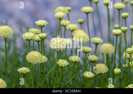 Le piante di cotone lavanda esplodono con piccoli fiori gialli in un giardino le loro fioriture sferiche ondeggiano dolcemente in una calda brezza primaverile sotto la luce Foto Stock