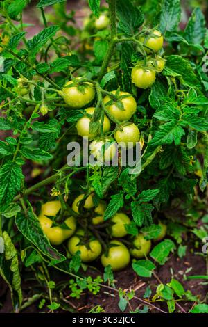 Numerosi pomodori verdi non maturi, coperti da piccole gocce d'acqua, pendono da una pianta lussureggiante e sana in un giardino di casa. Il fogliame vivace e promettente Foto Stock