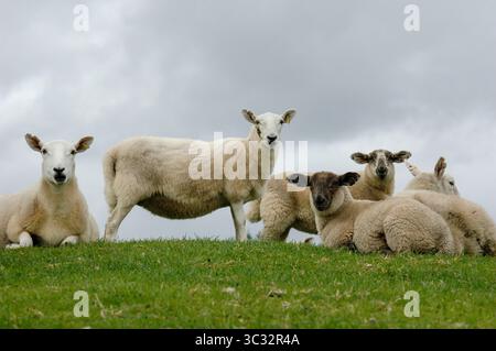 Un gruppo di pecore che riposa su una lussureggiante erba verde sotto un cielo coperto nella Scozia rurale. Una scena pastorale pacifica che rifletta l'agricoltura sostenibile, Foto Stock