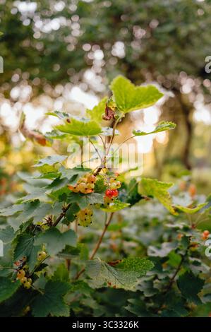 Bacche di ribes rosso maturano su cespuglio con sfondo bokeh Foto Stock