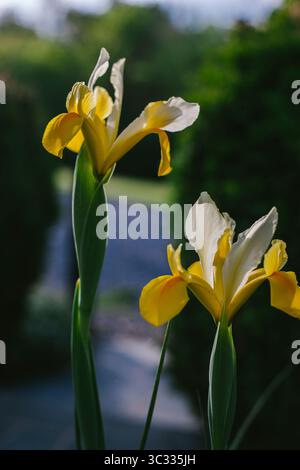 Fiori di Iris gialli che crescono in un giardino di cottage Foto Stock