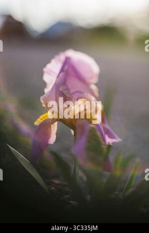 Iris barbuti pastello in fiore Foto Stock