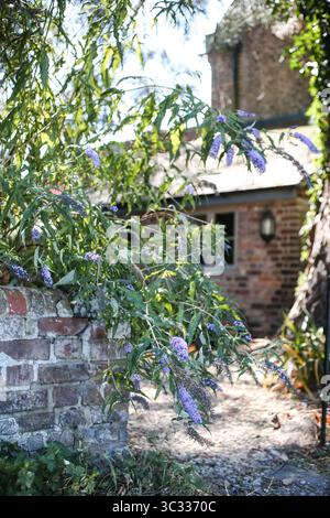 Fiori di buddleia viola accanto al vecchio muro del giardino in mattoni Foto Stock