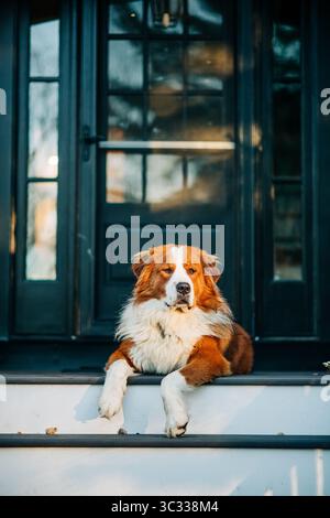 Bellissimo cane bianco e marrone che si rilassa sui gradini della veranda Foto Stock