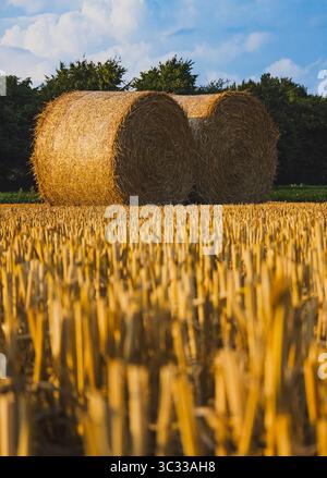 Due balle rotonde di fieno su un campo raccolto con prospettiva ad angolo basso vicino a Jülich, Germania, luglio 2025 Foto Stock