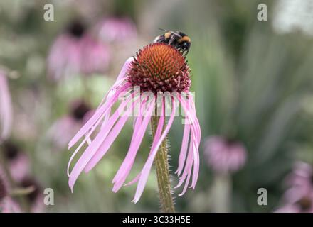 Le api visitano i fiori sia per il nettare che per il polline dell'Echinacea pallida, conosciuta anche come il coneflower viola pale, usalo come sfondo, poster e Spac Foto Stock