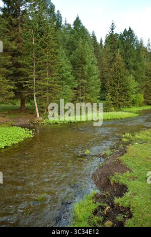 Un piccolo e stretto fiume attraversa una radura erbosa ai margini di una fitta foresta di conifere in una mattina d'estate. Il fiume Myonka, Altai, Siberia, Russia. Foto Stock