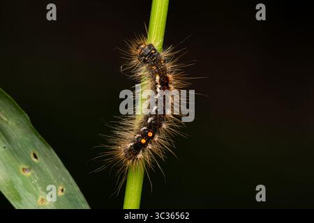 bruco di falena dalla coda marrone (Euproctis chrysorrhoea) che sale su un tronco di erba, vista ravvicinata, Les Bordes, Francia. Foto Stock