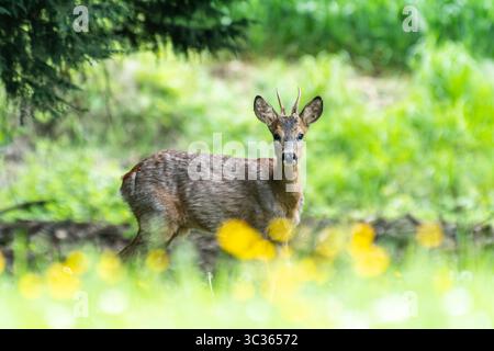 Capriolo europeo (Capreolus capreolus) maschio in piedi nel prato primaverile, Yonne, Francia Foto Stock