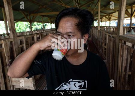 8 aprile 2021, Bogor, Giava occidentale, Indonesia: Ciseeng, Bogor, giava Occidentale, Indonesia, 8 aprile 2021 : Sig. FUAD FATUROHMAN beve latte di capra dopo il processo di mungitura. Il tipo di capra ETAWAH importato dall'India era allevato presso la Jiwanta Farm di Ciseeng, Bogor, Giava occidentale, di proprietà di un ex dipendente della compagnia di assicurazioni governative indonesiana, il Sig. FUAD FATUROHMAN. Durante la pandemia di Covid19, la sua produzione di latte caprino e caprino non interessata dalla pandemia di Covid19 che ha colpito l'Indonesia e ha messo molte attività a rischio. (Immagine di credito: © Donal Husni/ZUMA Wire) Foto Stock